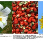 a lily, strawberries, and a sunflower