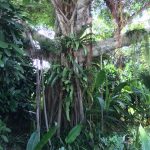Tree covered with ferns
