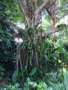 Tree covered with ferns
