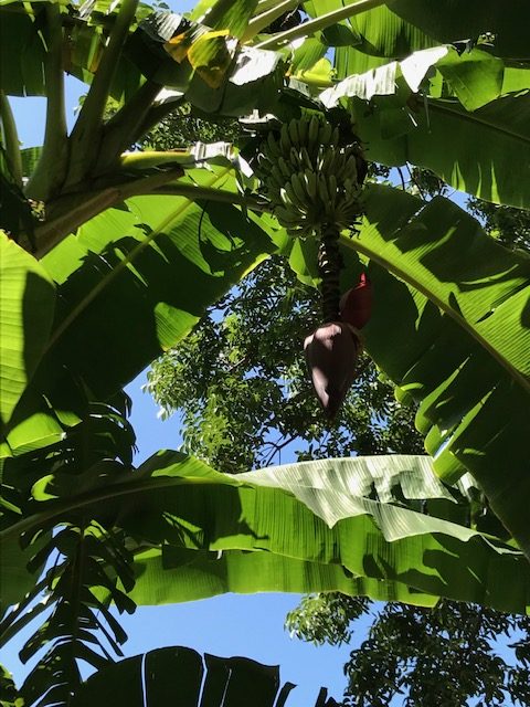 Bananas growing