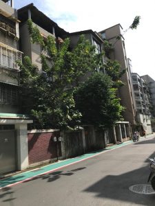 Trees squeezed between the front of a house and the fence wall in front of it.