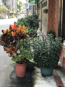 Potted plants