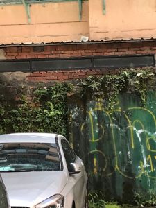 Wall covered with ferns