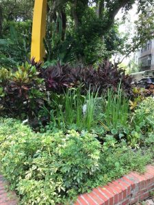 Plants in a brick planter