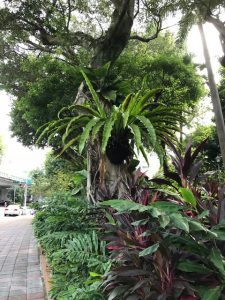 Ferns growing off a tree