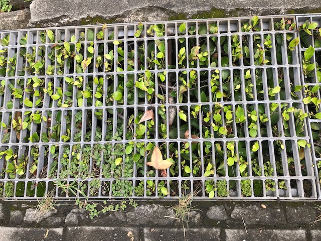 Plants coming up through a grate
