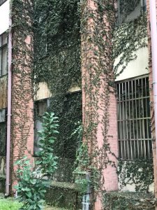 Building with thick vines on it.