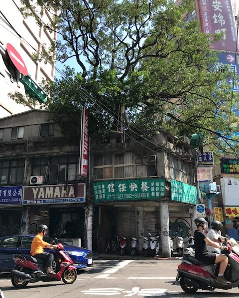 A tree growing through the roof and balcony of a building.