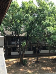 A tile roofed building behind trees.