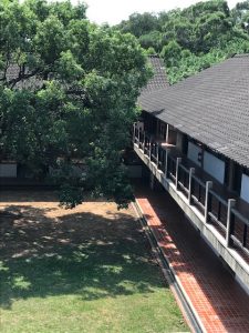 Building and trees