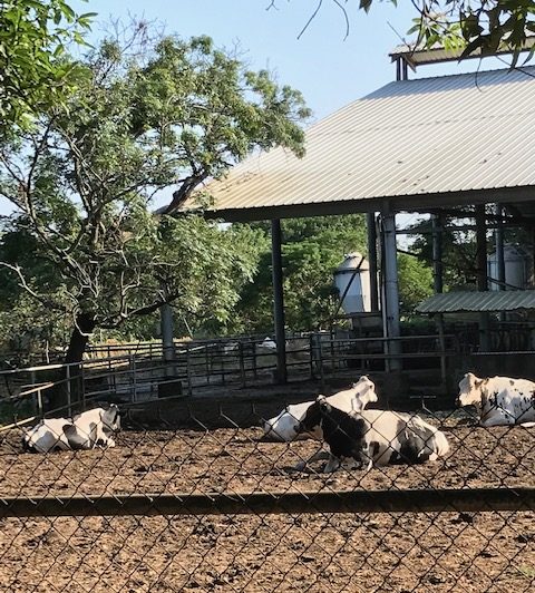 Cows in a barnyard.