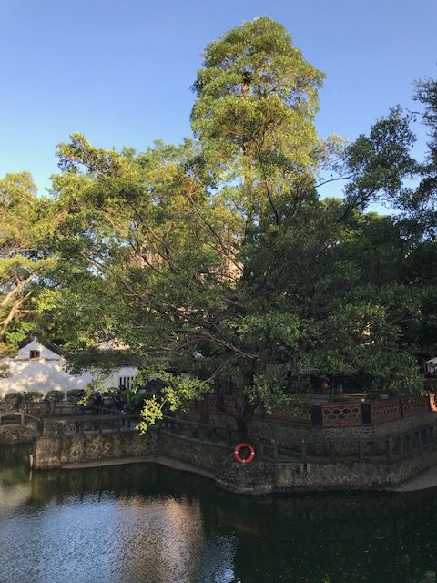 A pond with tall trees behind it.