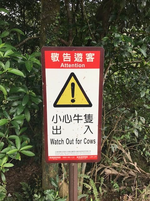 Watch out for cows.