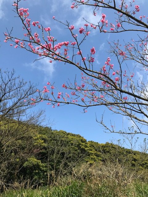 Cherry blossoms