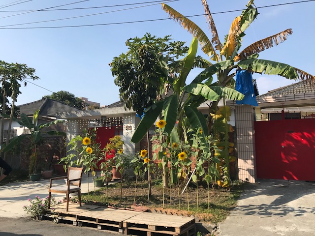 A row of houses, one with sunflowers and banana trees in front.